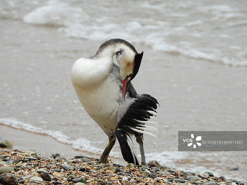 黑剪嘴鸥栖息在海滩岸边的特写图片素材