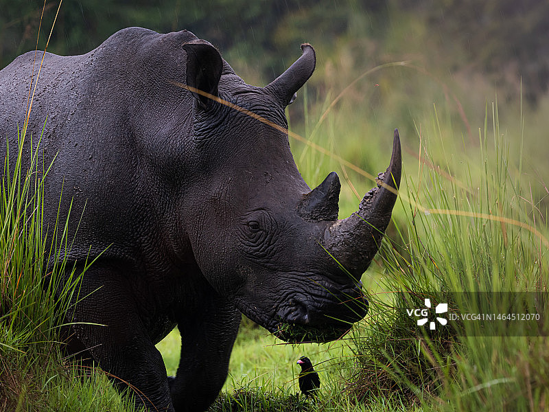 犀牛与黑鸟图片素材