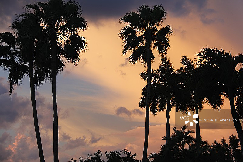 日落时分，佛罗里达州迈阿密的棕榈树剪影（美国）图片素材