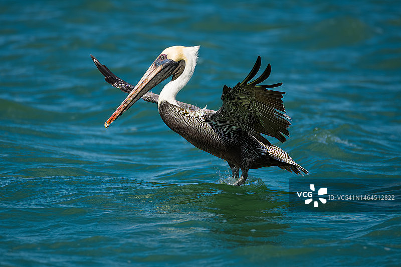 鹈鹕飞越湖面特写，迈阿密，佛罗里达州，美国图片素材