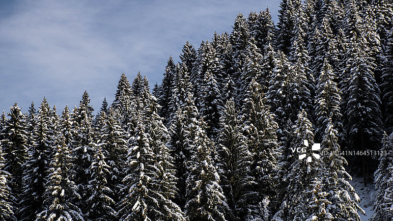 冬季，低角度看松树，卡瓦莱塞，特伦托，意大利图片素材