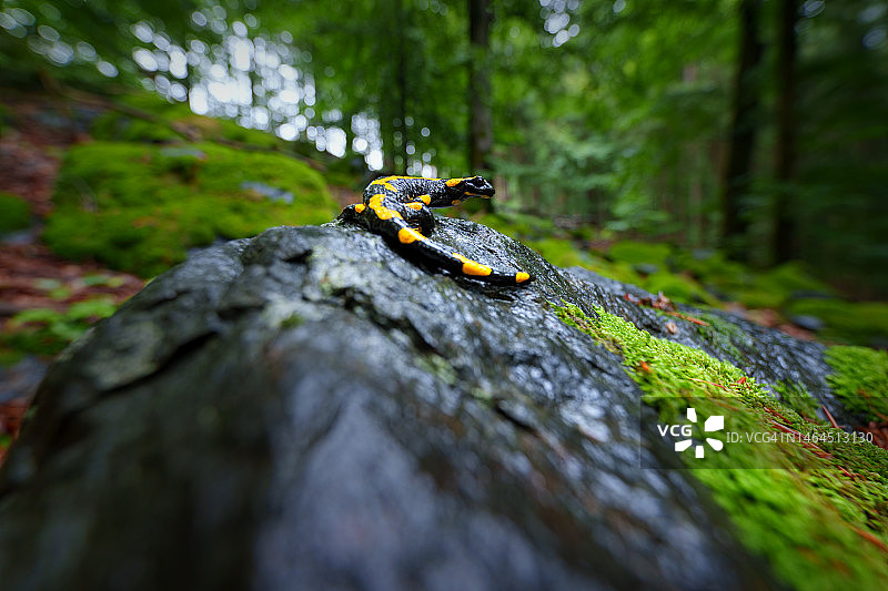 欧洲常见的火蜥蜴图片素材