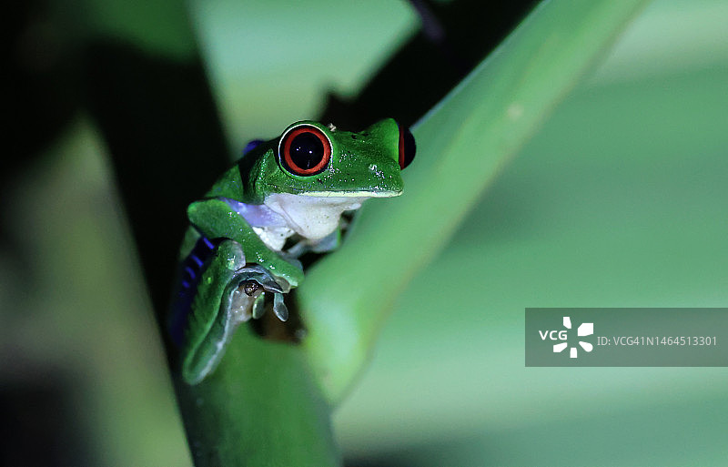 树蛙在树叶上特写，哥斯达黎加图片素材