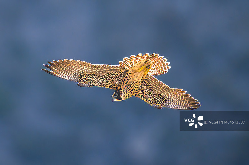 智利法雷洛内斯，逆光飞翔的猫头鹰特写图片素材