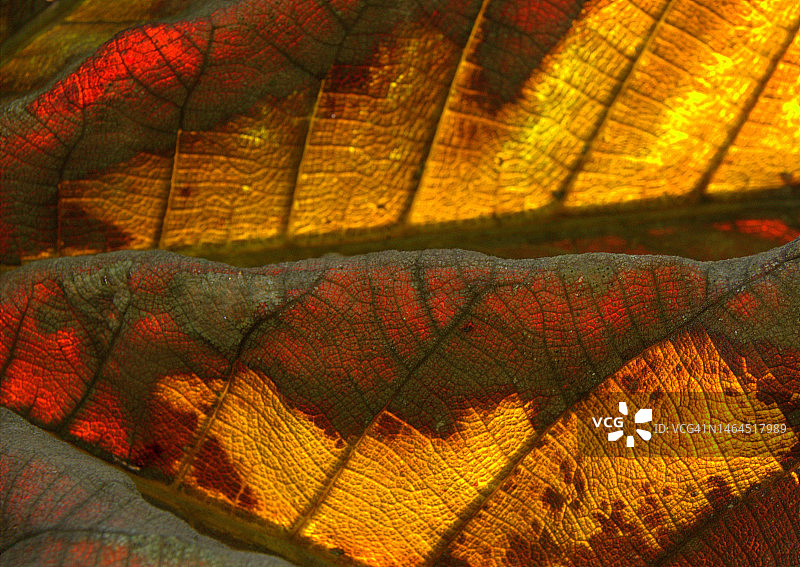 Yarumo的落叶，哥伦比亚昆迪纳马卡塔比奥图片素材