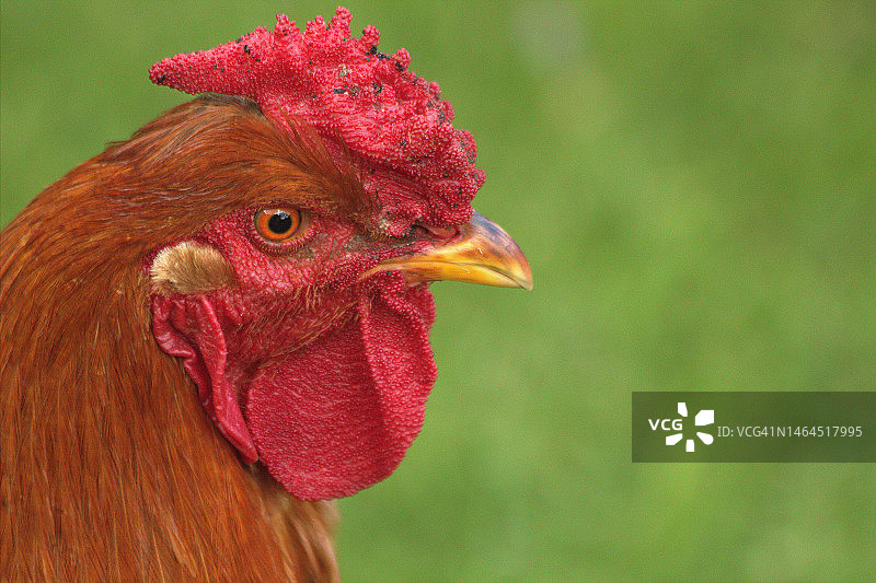 哥伦比亚昆迪纳马卡塔比奥的公鸡特写图片素材