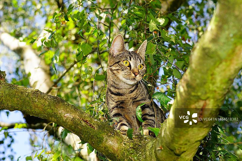 仰视角度拍摄的印度尼西亚树上的猫图片素材