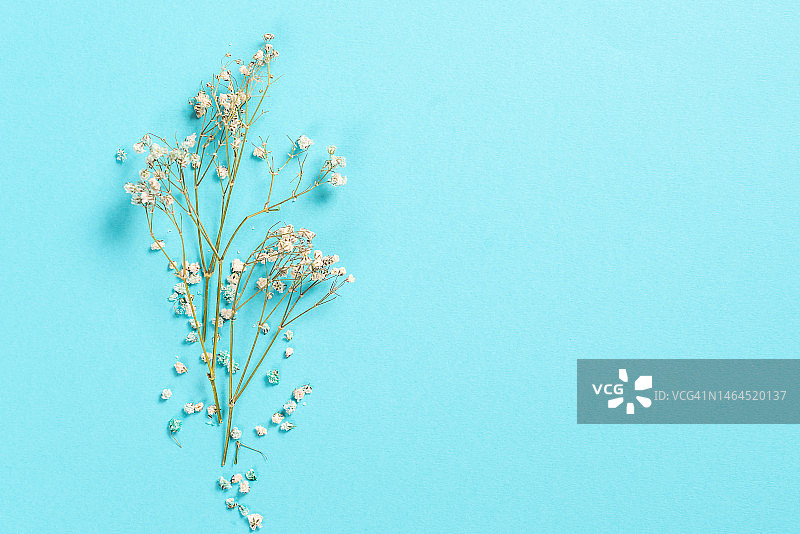 淡蓝色背景上的满天星花朵图片素材