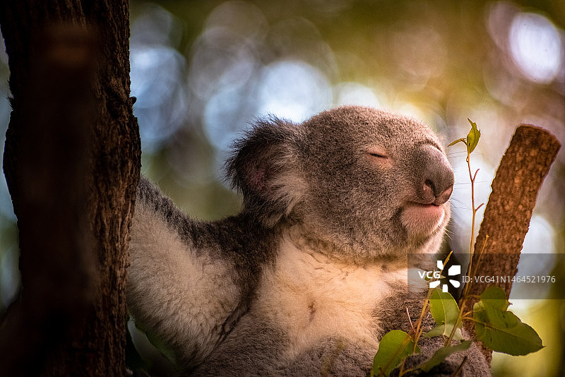 树上的考拉特写，澳大利亚昆士兰州布里斯班图片素材