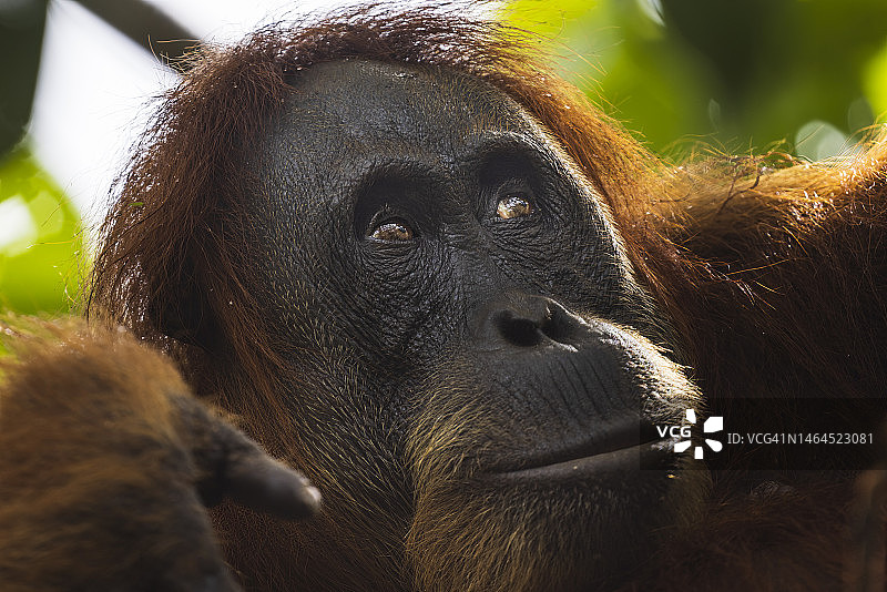 印度尼西亚武吉拉旺黑狗特写图片素材