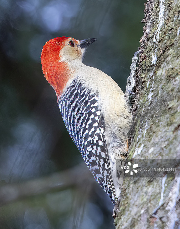 啄木鸟栖息在树干上的特写，美国宾夕法尼亚州Havertown图片素材