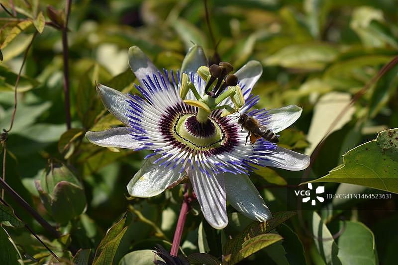 克罗地亚的紫色花朵特写图片素材
