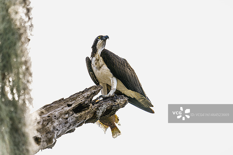 鱼鹰栖息在树上的低角度视图图片素材