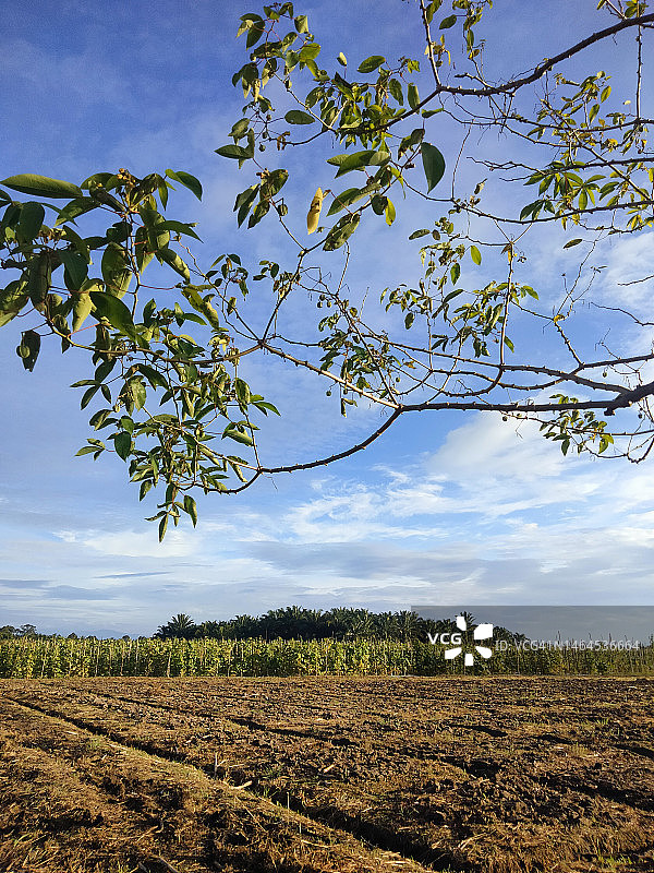 印度尼西亚西苏门答腊巴东巴里亚曼县花园的傍晚美景图片素材