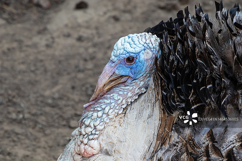 保加利亚食火鸡特写图片素材