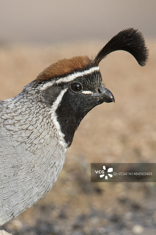 一对冈贝尔鹌鹑雄鸟特写图片素材