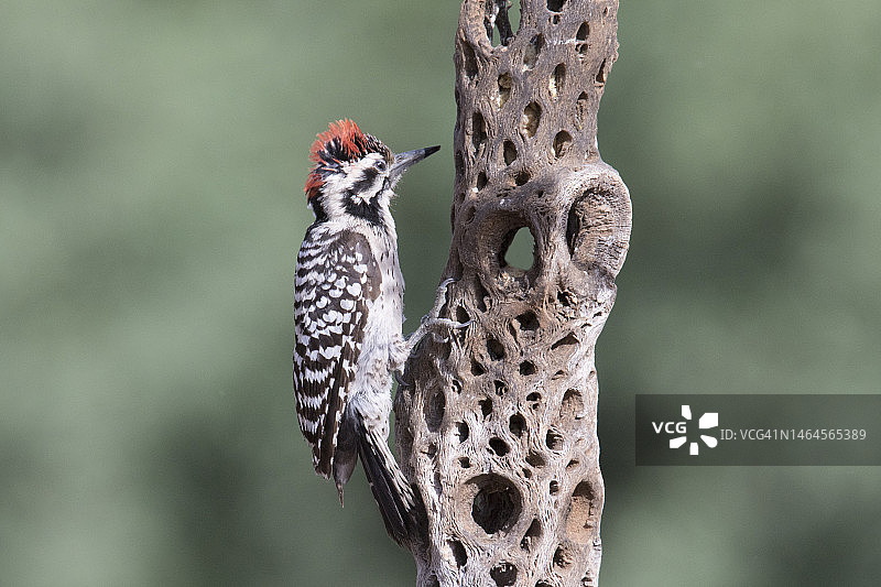 雄性梯纹啄木鸟栖息图图片素材