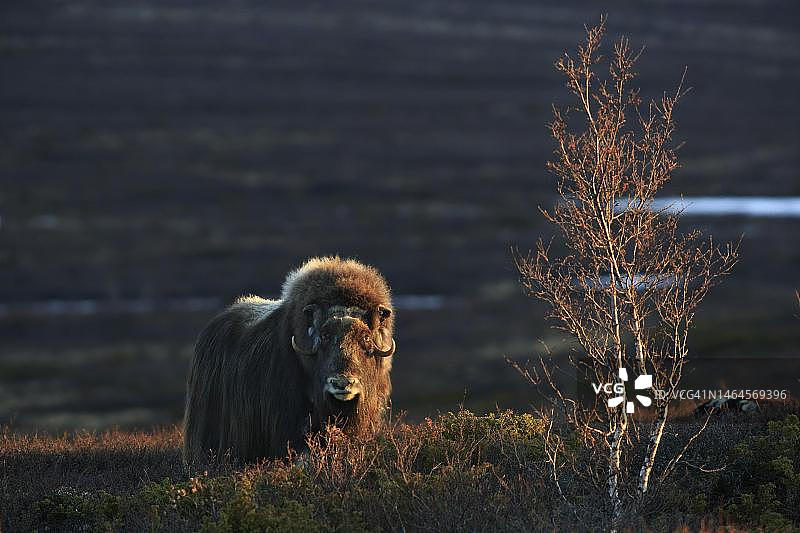 麝牛在挪威多夫勒山国家公园的裸露山地景观中漫步，停在一棵泛光照明的桦树旁。图片素材