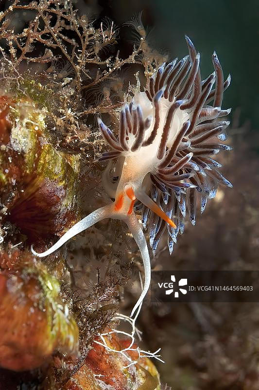 迁徙线海天牛在地中海吉利奥岛爬行图片素材