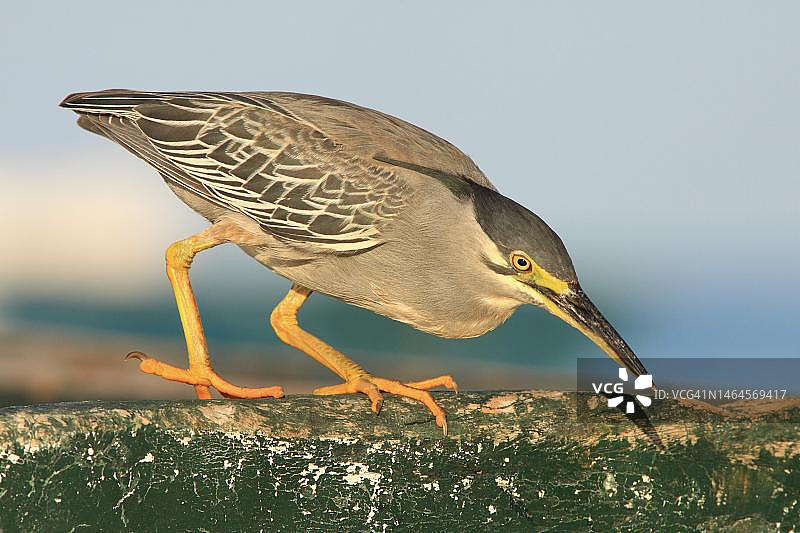 毛里求斯，苍鹭（Butorides striata）正在捕猎，它姿势紧张，目光炯炯，锁定水中的一条鱼图片素材