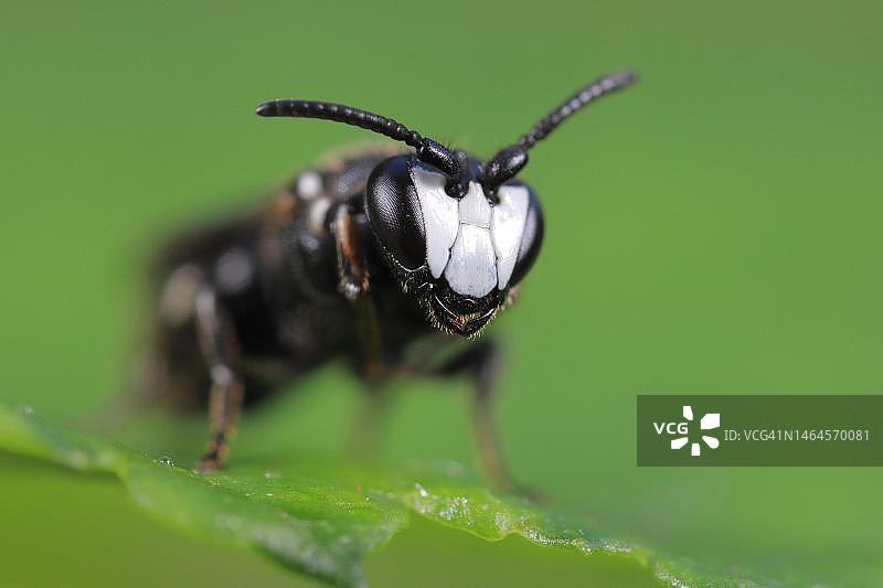 黑蜂（Hylaeus nigritus）雄性特写，德国巴伐利亚图片素材