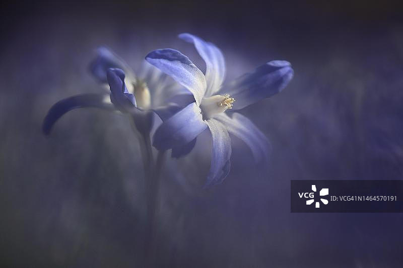 德国巴伐利亚慕尼黑公园里归化的蓝色雪光荣花图片素材