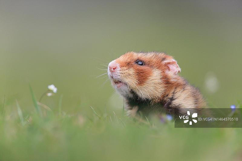 欧洲仓鼠在花草甸嗅探图片素材