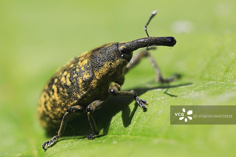 蓟花象鼻虫，长着有趣长鼻子甲虫，在叶子上，微距，德国巴伐利亚Isental图片素材