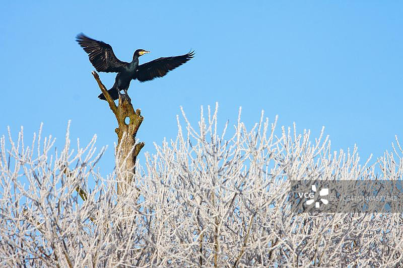展翅起飞的普通鸬鹚，冬季栖息在德国巴伐利亚州伊森塔尔结霜的树上图片素材