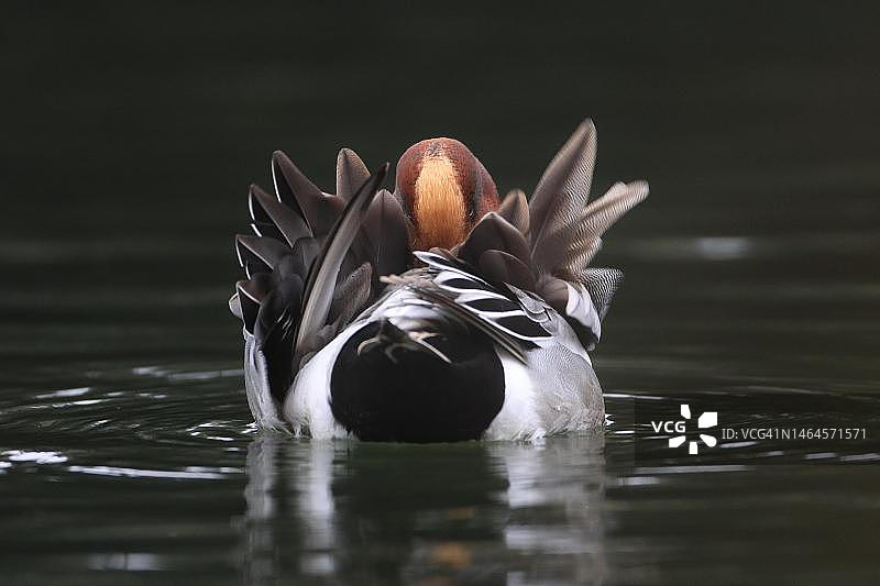 绿头鸭（Mareca peneolope），雄性，游泳，从后面，梳理羽毛，德国巴伐利亚伊森塔尔图片素材
