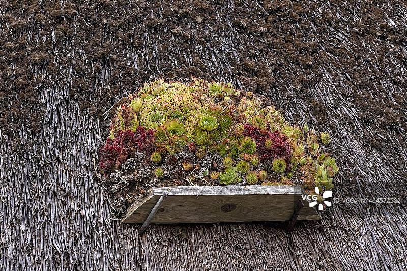 长生草在茅草屋顶上，德国梅克伦堡-西波美拉尼亚州吕根岛图片素材