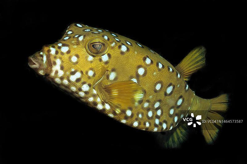 立方箱鲀图片素材