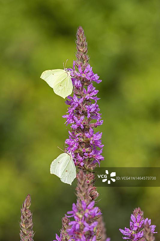 蝴蝶采集花蜜，欧洲粉蝶，千屈菜，德国下萨克森州加尔斯特附近图片素材