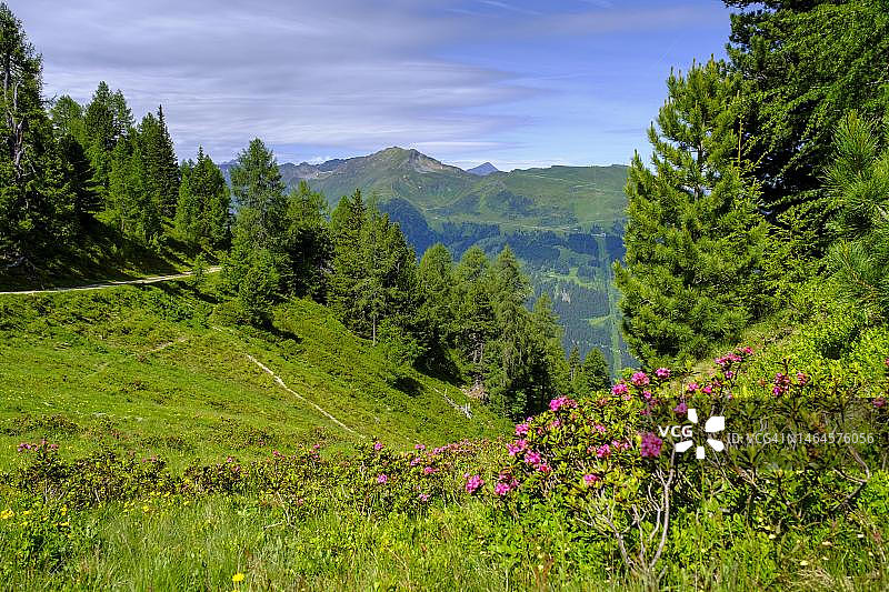 在奥地利萨尔茨堡地区加施泰因山谷巴德加施泰因的格劳科格尔山,石松小径上的阿尔卑斯玫瑰,杜鹃花图片素材