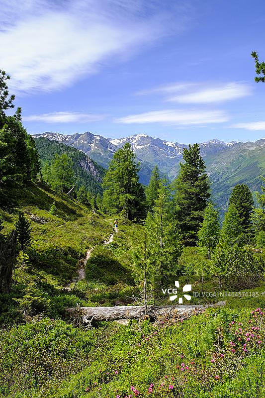 奥地利萨尔茨堡州的高山杜鹃图片素材