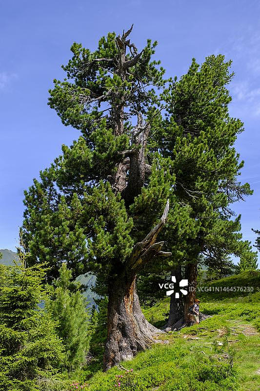 雄伟的石松，在奥地利萨尔茨堡地区加斯泰因山谷的格劳科格尔石松小径上图片素材
