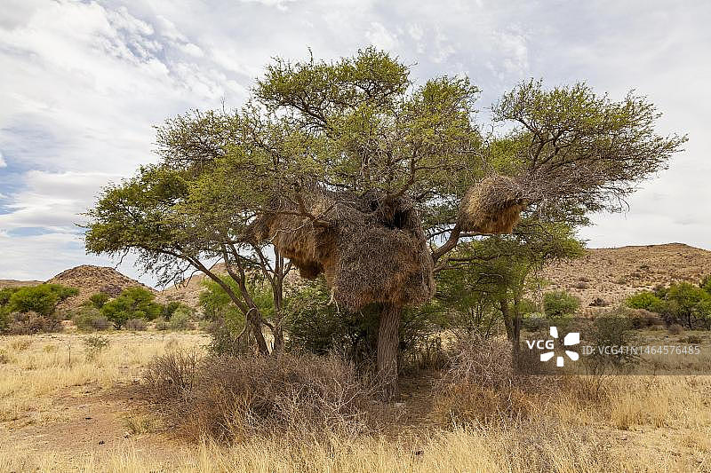 纳米比亚织巢鸟的集体鸟巢图片素材