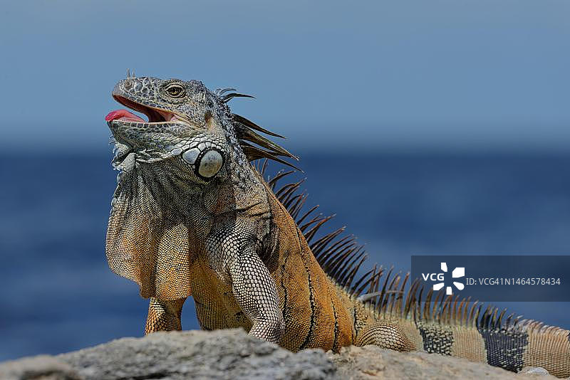 绿鬣蜥，伯利兹科罗萨尔区图片素材