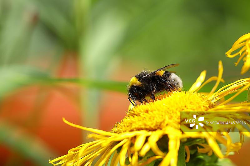 黄色花朵上的大型地熊蜂图片素材