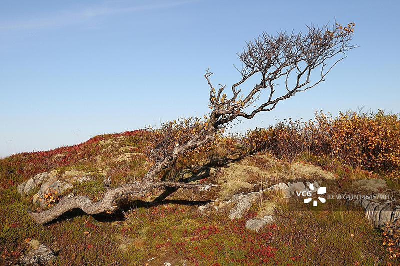 秋季苔原植物中的白毛桦（挪威罗弗敦群岛，斯堪的纳维亚）图片素材