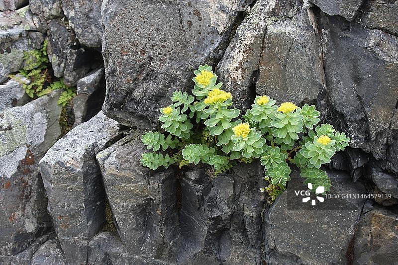苔景天花，位于挪威北部拉普兰苔原岩石上图片素材