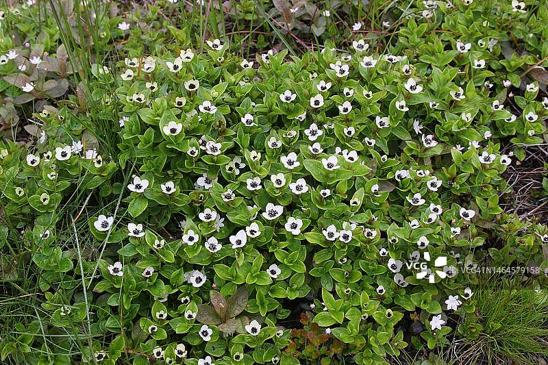 斯堪的纳维亚北部挪威拉普兰苔原中的瑞典山茱萸图片素材