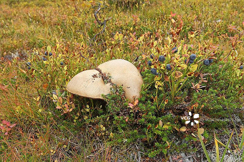 挪威罗弗敦群岛的白桦牛肝菌和北方高丛蓝莓图片素材