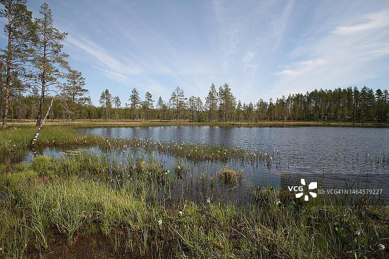 风景如画的森林湖泊与三叶草，位于瑞典中部图片素材