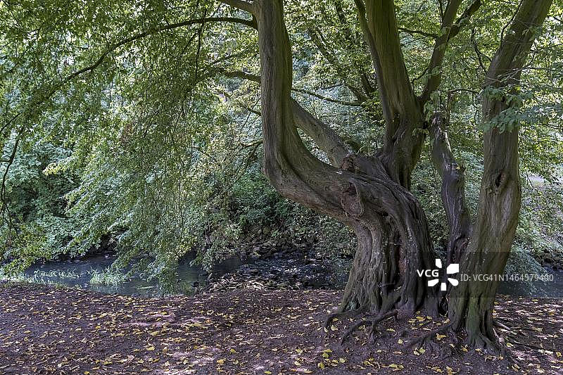 德国北莱茵-威斯特法伦明斯特地区的古老山毛榉树图片素材