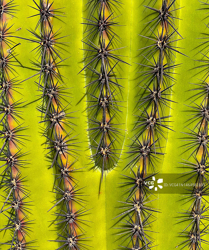 仙人掌上的针刺，斯科茨代尔图片素材