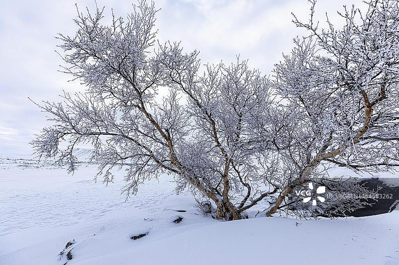 冰岛北部米湖附近的冰镇沼泽桦树图片素材