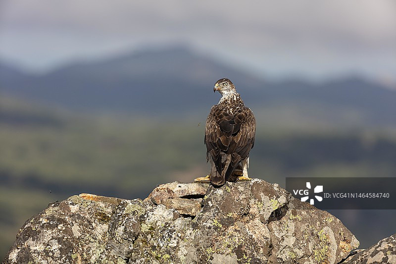 凤头鹰（Aquila fasciata），成年，在岩石上与兔子，西班牙卡塞雷斯省图片素材