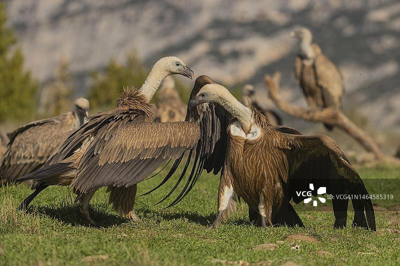 两只秃鹫的威胁姿态，比利牛斯山，加泰罗尼亚，西班牙图片素材