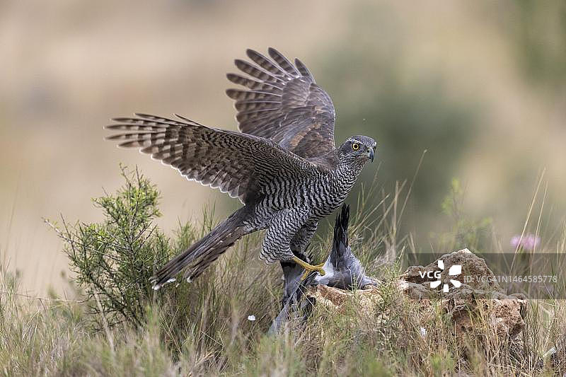 成年雄性苍鹰捕食鸽子，西班牙瓦伦西亚图片素材